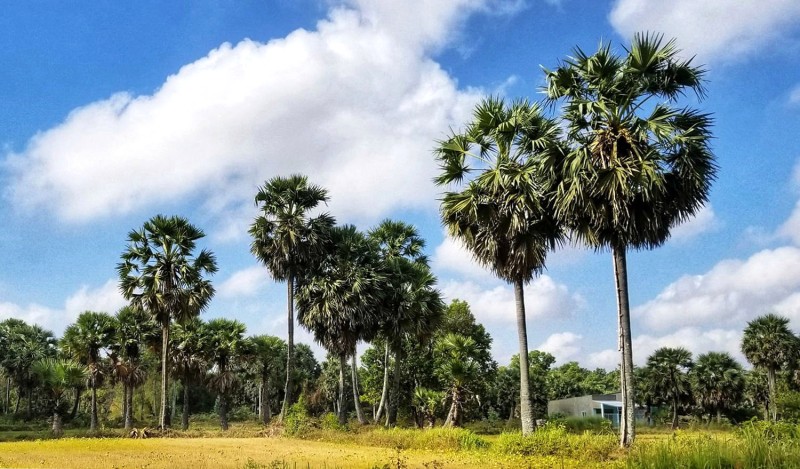 Thốt nốt, cây đời của người Khmer.