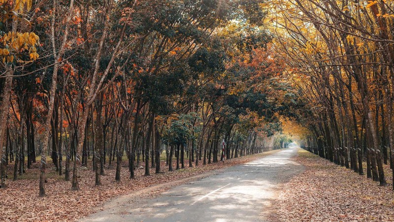 Bình Phước: Rừng cao su đẹp, từ Sài Gòn.