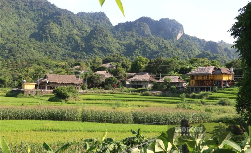 Đồng lúa xanh mát quanh homestay