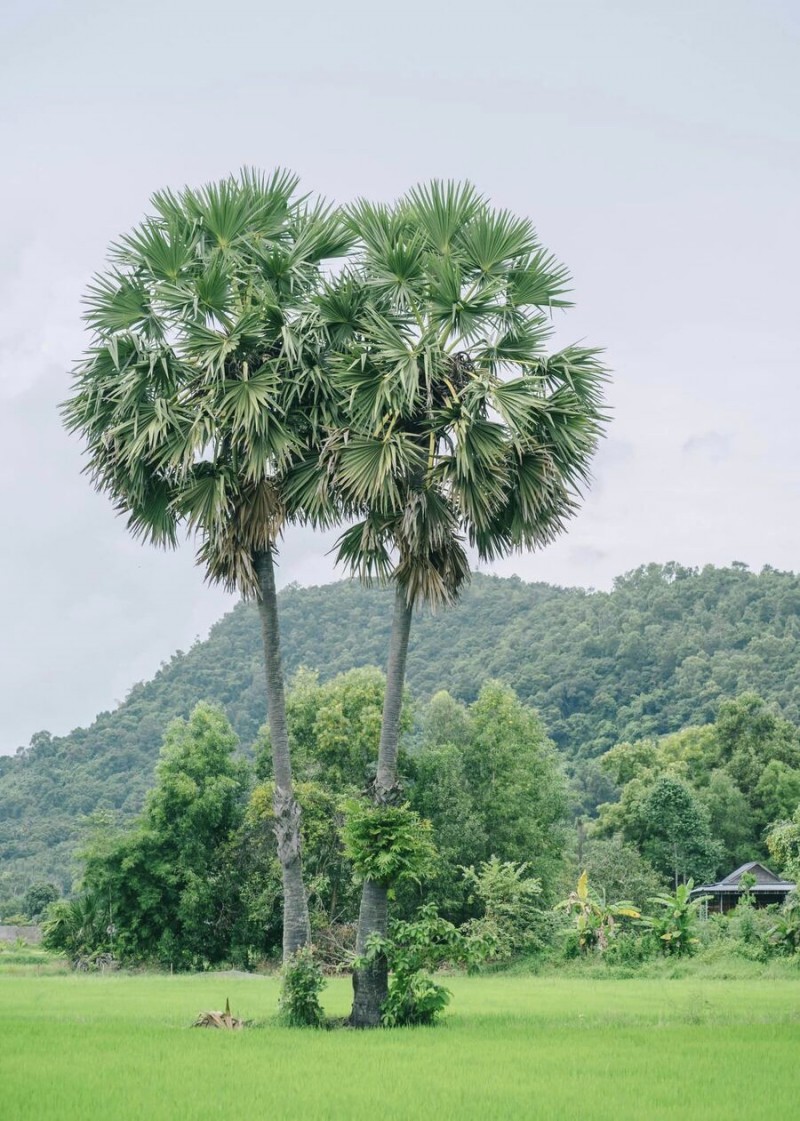 Hàng cây thốt nốt ở An Giang thu hút giới trẻ bởi vẻ đẹp độc đáo, với những cụm cây mọc sát nhau tạo nên những hình dáng kỳ thú.