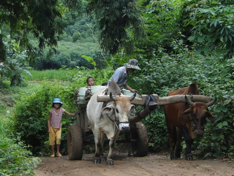 Làng Kon Kơtu yên bình với tiếng cười trẻ thơ hòa cùng âm thanh thiên nhiên, mang đến cảm giác dễ chịu, thanh bình.