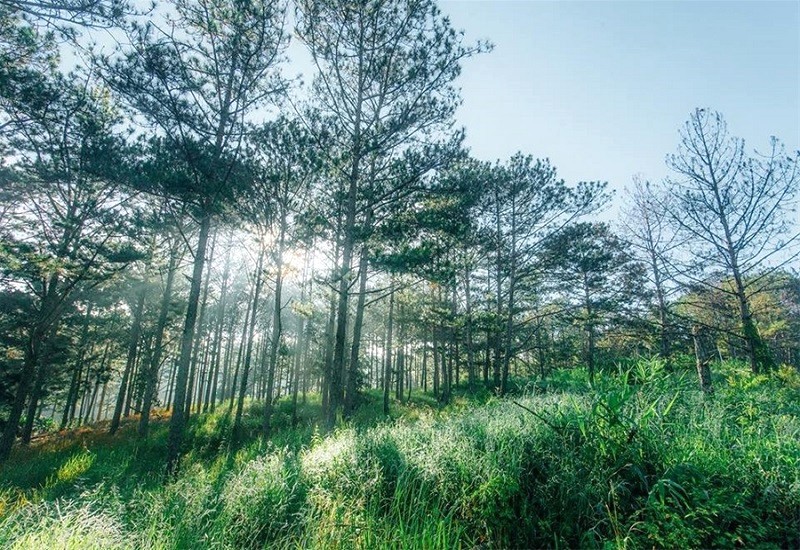 Khung cảnh tiên cảnh, mê hoặc khó quên.