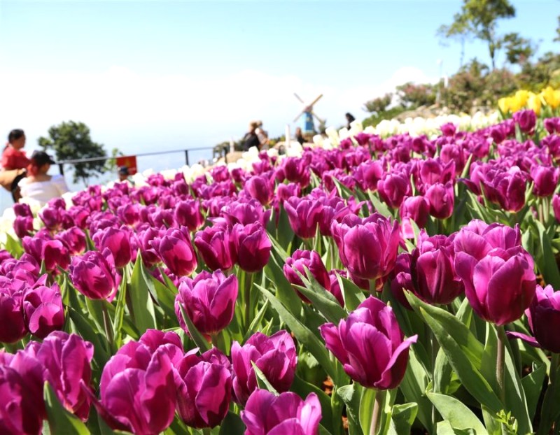 Tulip khoe sắc rực rỡ núi Bà Đen.