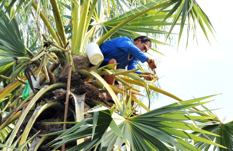 Sản phẩm chế biến từ thốt nốt góp phần nâng cao đời sống người Khmer. (Ảnh: Mekong Delta Explorer)