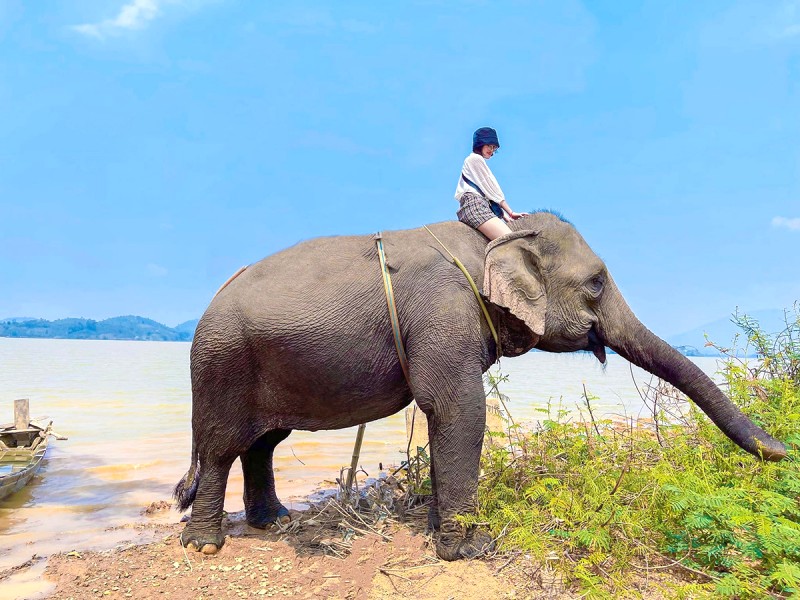 Trải nghiệm cưỡi voi lội suối là điểm nhấn trong lịch trình Buôn Ma Thuột 3N2Đ.