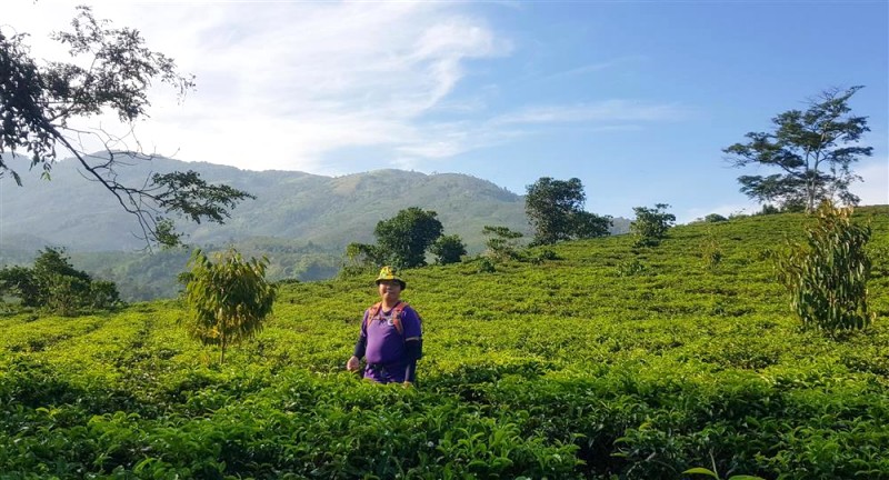 Đường lên núi đẹp như tranh vẽ, với đồi chè xanh mát, đồi cà phê trắng muốt hoa và đồi cỏ bát ngát. (Ảnh: Vietrek Travel)