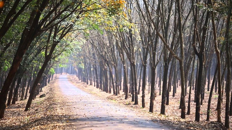 Lá rụng vàng, background sống ảo cực chất! 🍂📸