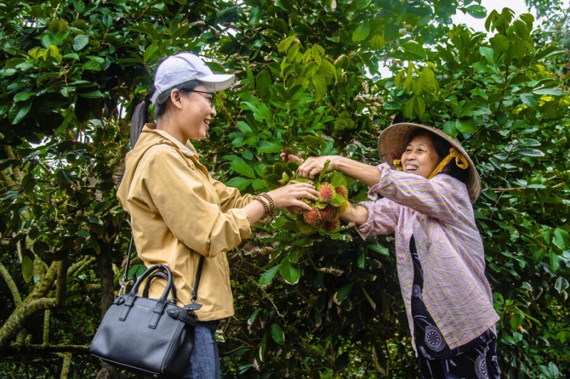 Hái trái cây tươi ngon tại vườn.