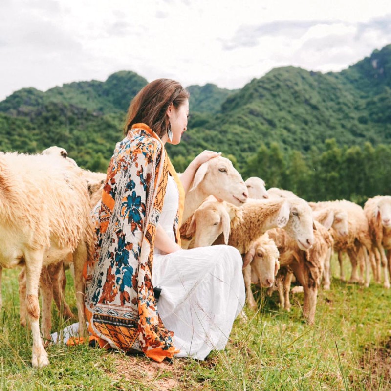 Chơi đùa với những chú cừu đáng yêu.