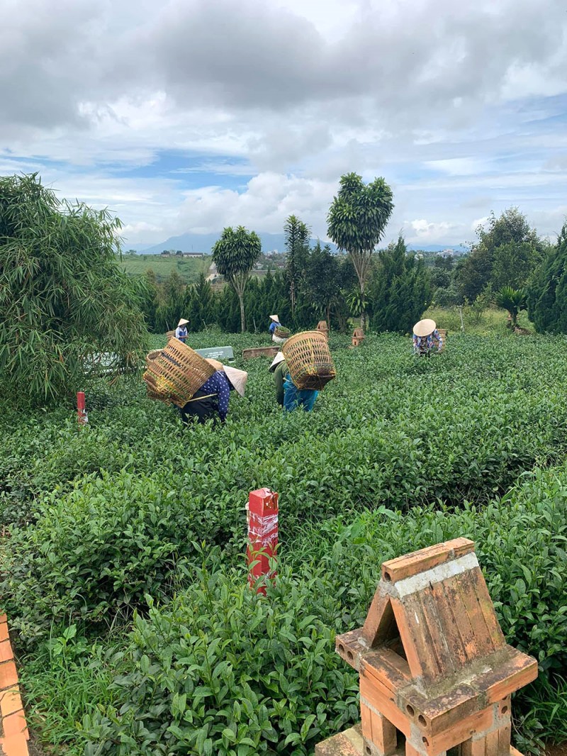 Cánh đồng trà xanh mướt trải dài trước chùa, mang đến cảm giác thoáng đãng, yên bình cho du khách đến vãn cảnh, bái Phật.