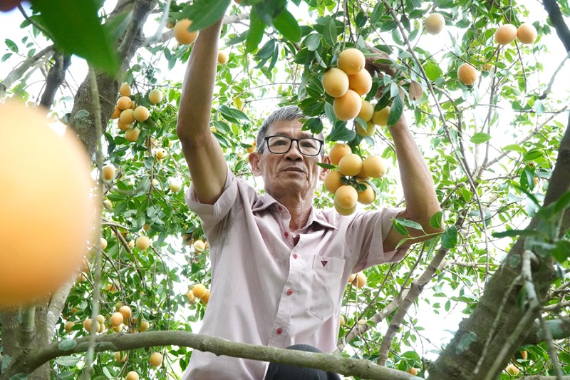 Nông dân cần mẫn thu hoạch thanh trà (Ảnh: Xuân Phúc)