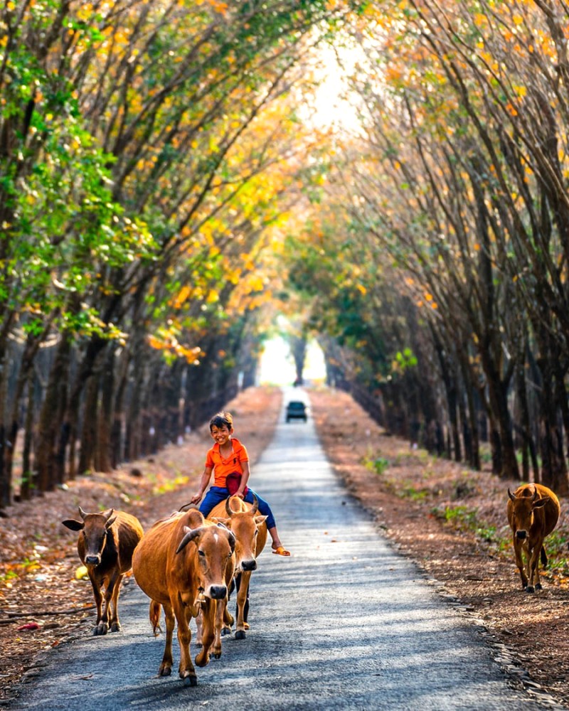 Con đường xuyên rừng cao su.