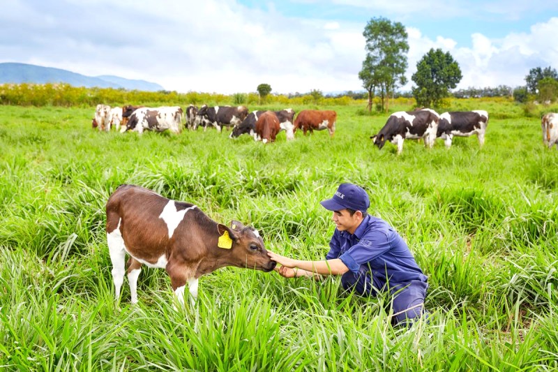 Bò được chăm sóc kỹ lưỡng cho sữa chất lượng.