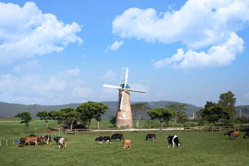 Vinamilk Organic Milk Farm như một miền quê Hà Lan thu nhỏ.