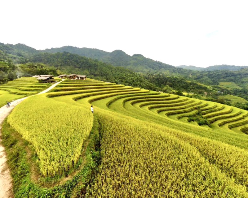 Hoàng Su Phì thơm lúa chín khi mùa vàng về.