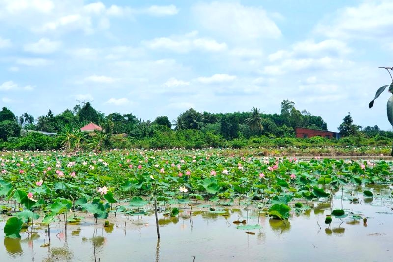 Châu Thành Bến Tre: Nét đẹp sinh thái miền Tây.