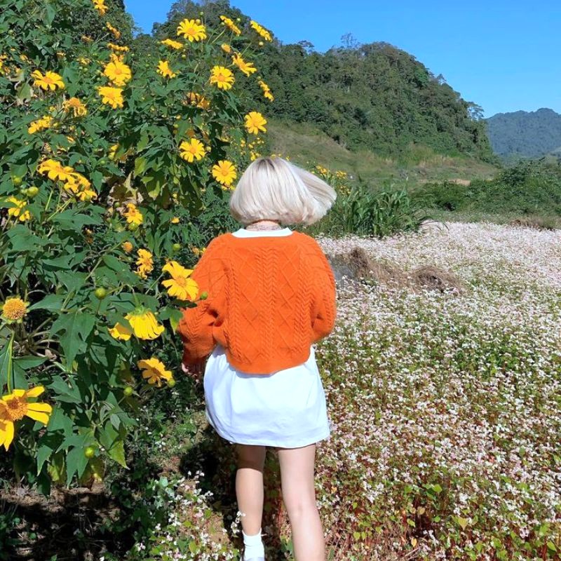 Hoa kiều mạch Hà Giang nở rộ, mang nét đẹp thu thanh bình.