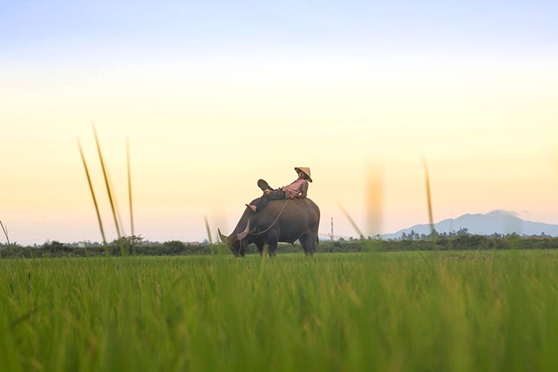 Thong dong trên đường mòn, khung cảnh đồng nội xanh rì bao quanh, bạn sẽ chìm đắm trong cảm giác yên bình, êm đềm khi khám phá làng quê Hội An.