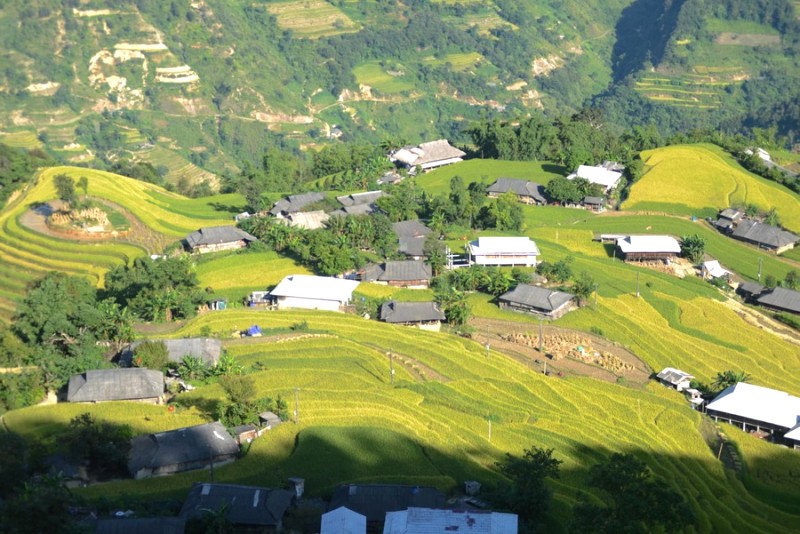 Bản Phùng, Hà Giang: Nét đẹp mùa vàng rực rỡ với những thửa ruộng bậc thang vàng óng. (127 kí tự)