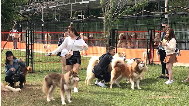 Puppy Farm thu hút du khách trẻ. (40 ký tự)