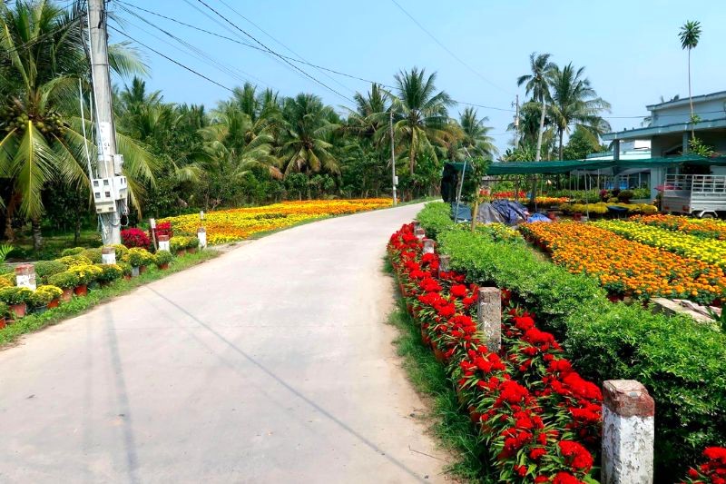 Làng hoa giấy Phú Sơn (Bến Tre) ẩn mình giữa vườn hoa kiểng, đẹp thơ mộng và ngất ngây.