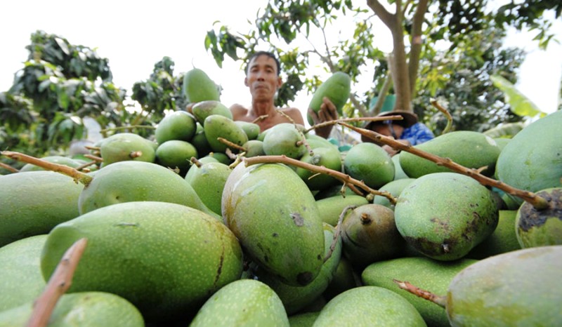 Xoài cát núm, đặc sản miền Tây, được trồng nhiều ở huyện Vũng Liêm, Vĩnh Long. (Ảnh: Lê Hoàng Vũ)