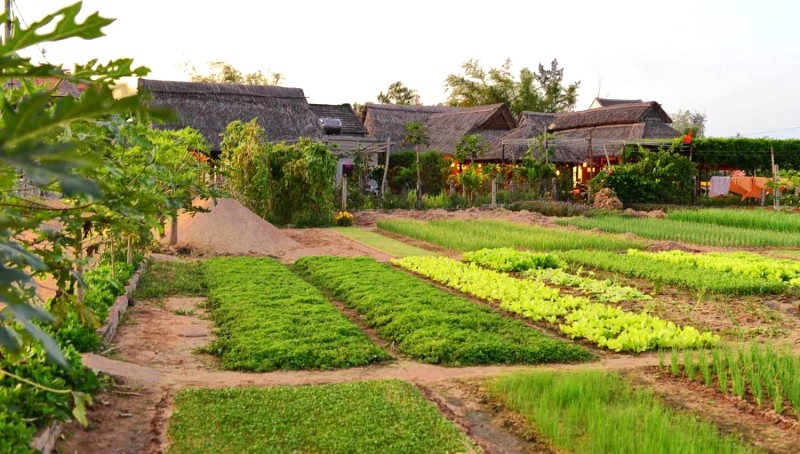 Làng rau Trà Quế, điểm dừng chân tiếp theo, chào đón bạn với những luống rau xanh mát và hương thơm dịu nhẹ thoang thoảng trong gió.