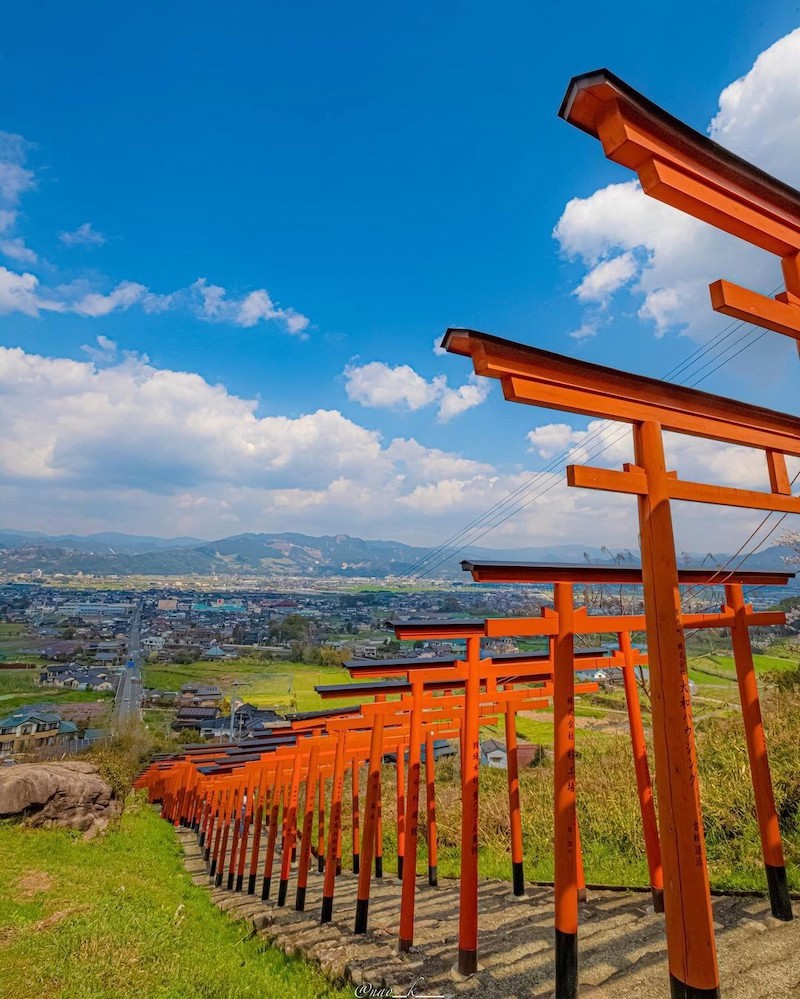 Ngắm hoa anh đào rực rỡ, điểm tô cổng torii đỏ!