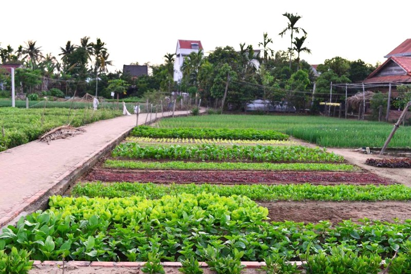 Luống rau thơm, gia vị thẳng tắp, yên bình tạo nên phông nền khiến bao người ngẩn ngơ.