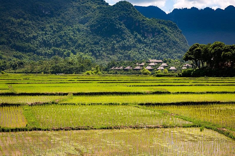 Nương lúa - cuộc sống thường ngày của người dân Tây Bắc.