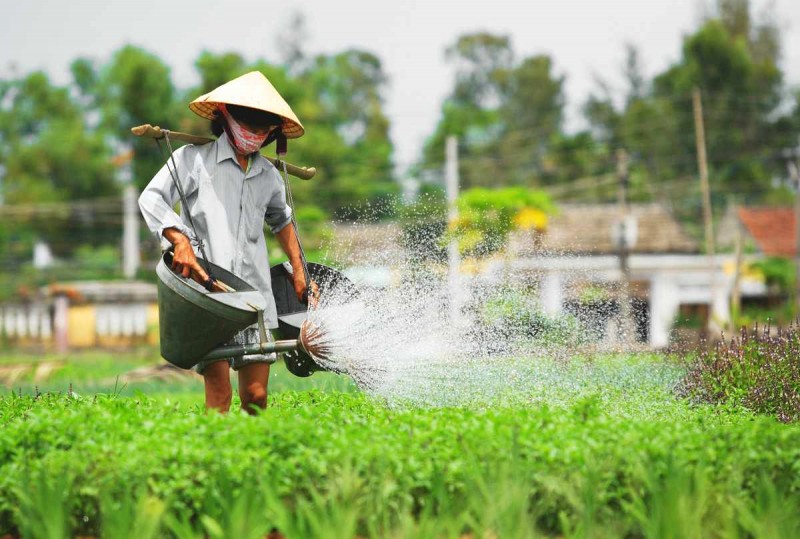 Hóa thân thành người nông dân Hội An với lịch trình nửa ngày: tưới rau, nhặt lá,... trải nghiệm đời sống chân chất, bình dị.