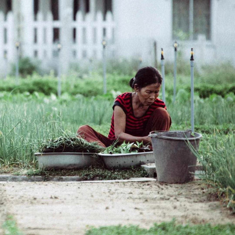 Làng rau Trà Quế yên bình, người bà, người mẹ nhặt rau ngon, chuẩn bị bữa cơm nhà hấp dẫn.