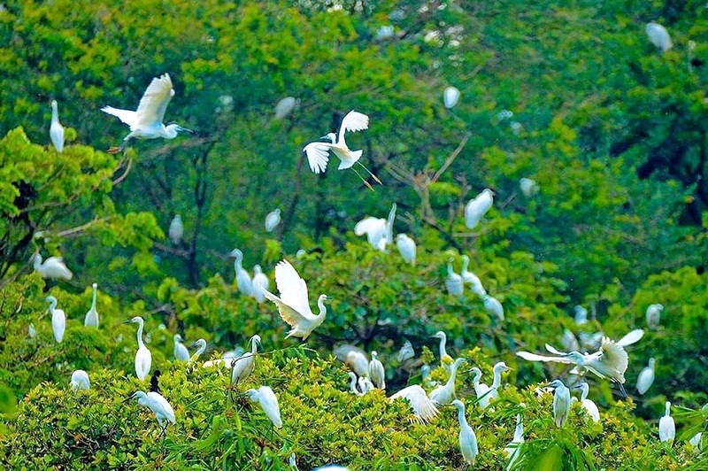 Vàm Hồ: Nơi chim quý hiếm về tụ hội.