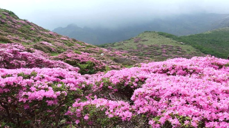 Tây Côn Lĩnh: Thảm hoa rực rỡ, view mây đỉnh núi, trải nghiệm khó quên!