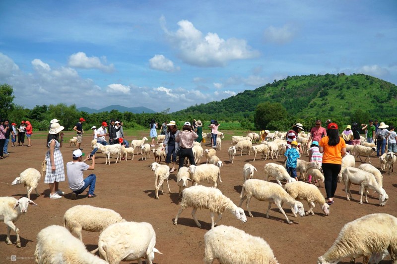 Đồi cừu Vũng Tàu: đông đúc cuối tuần.