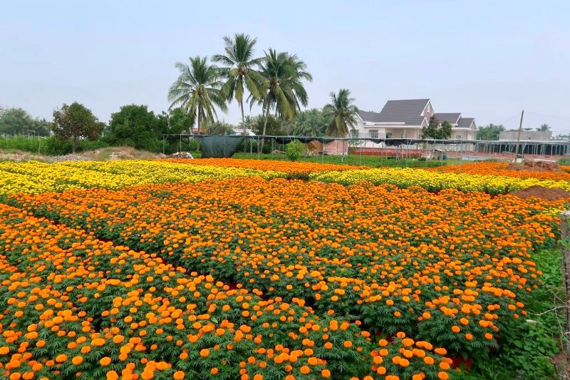 Huyện Chợ Lách nổi tiếng với nghề trồng hoa kiểng truyền thống, các làng hoa rộng lớn đã tồn tại nhiều năm, phần đông hộ dân nơi đây kiếm sống bằng nghề này.