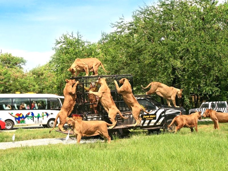 Safari Quy Nhơn: Vườn thú lớn nhất Đông Nam Á.