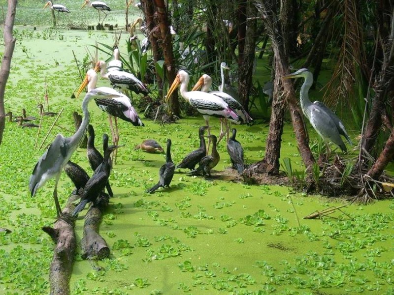 Tham quan Sân chim Ngọc Hiển quanh năm.