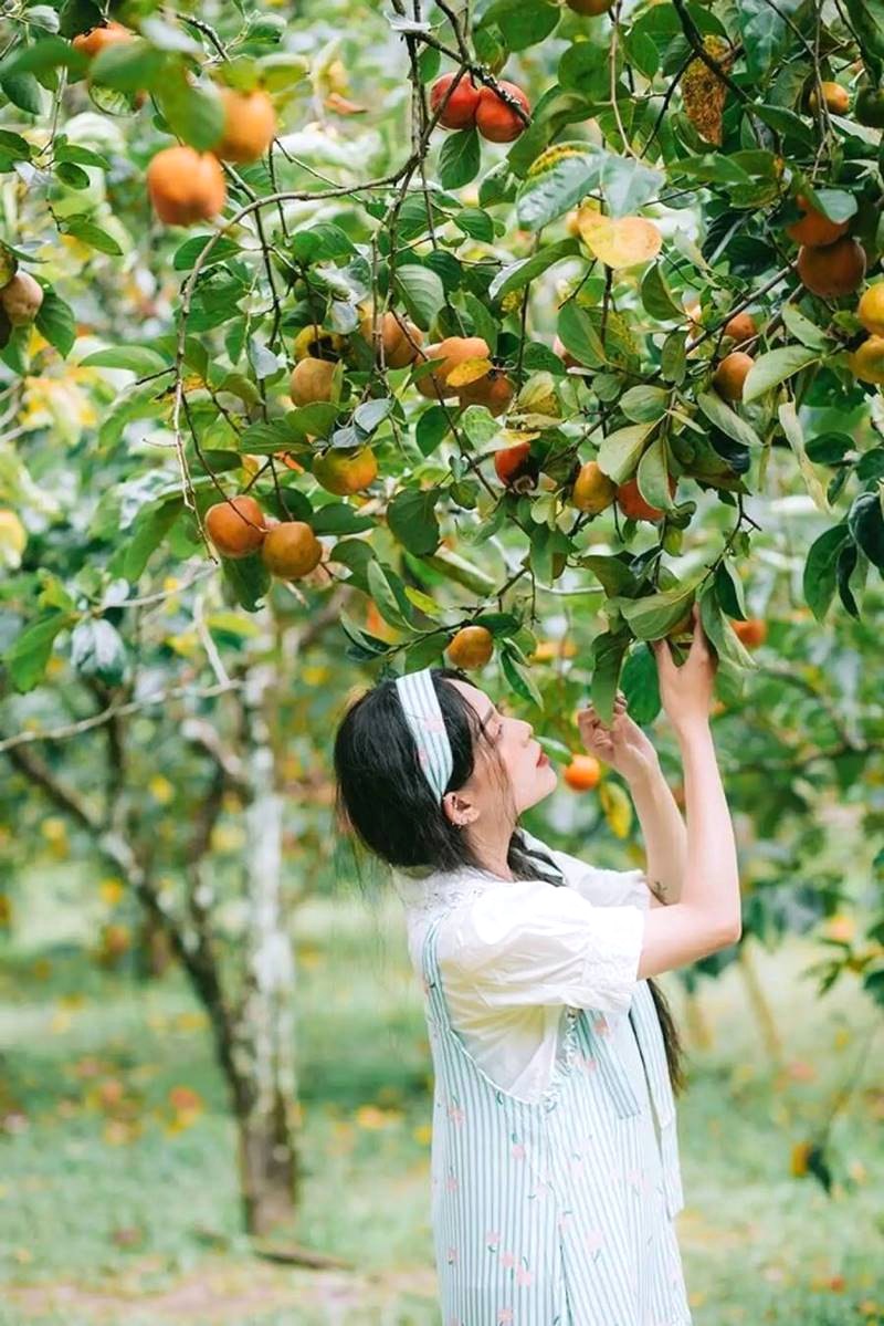 Vườn trái cây Cái Mơn mùa hè: Thưởng thức hoa quả chín mọng!