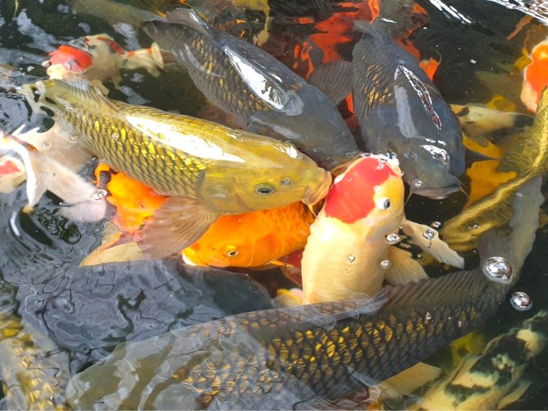 Hàng trăm chú cá koi đủ màu sắc bơi lội tung tăng thành đàn trong hồ, tạo nên điểm nhấn độc đáo cho quán cà phê được yêu thích này.