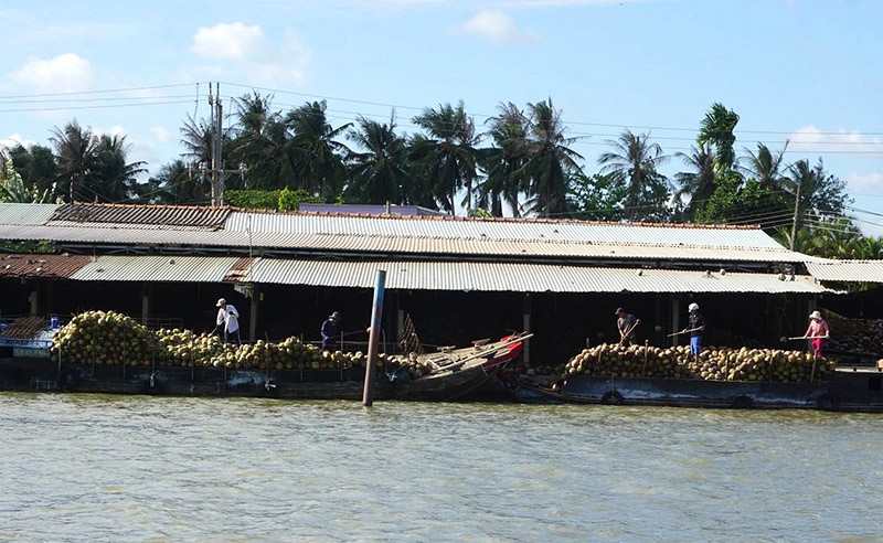 Chợ tấp nập, thương lái tất bật mua bán dừa, chuyển lên bờ sông.