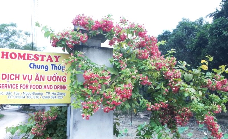 Chung Thúy homestay: Trải nghiệm văn hóa Hà Giang.