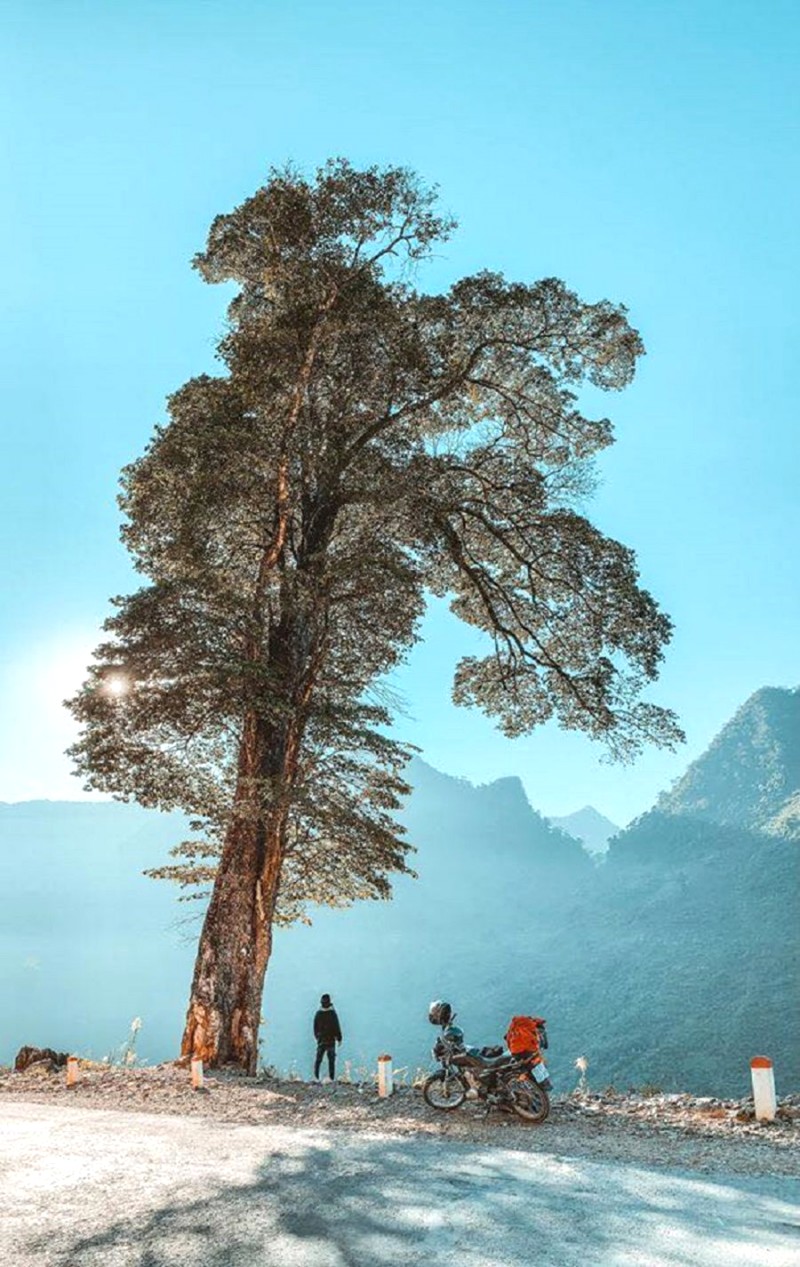 Cây cô đơn hút khách check-in ở Quản Bạ, Hà Giang.