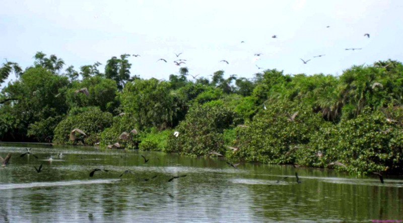 Chim di trú nghỉ chân, kiếm ăn tại Cồn Ông Trang.