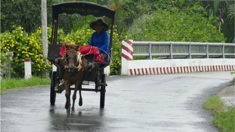 Lênh đênh sông nước, ghé Bến Tre, xe ngựa đưa bạn khám phá, tiếng lộc cộc vui tai, gió mát trong lành.