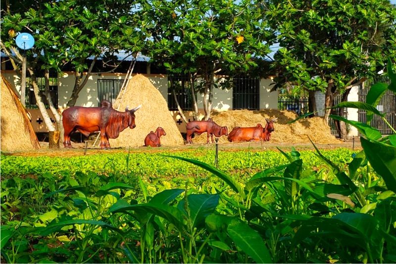 Nông trại không chỉ có khung cảnh thiên nhiên hoang sơ mà còn được tô điểm bởi những tiểu cảnh làng quê như đống rơm, con trâu, ao sen, tạo nên góc chụp ảnh lý tưởng.