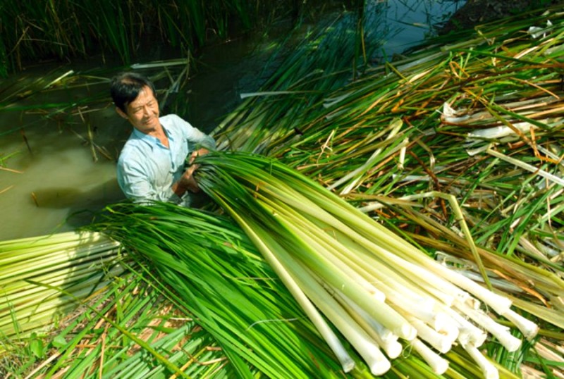 Dưa bồn bồn - đặc sản đời đời Cà Mau.