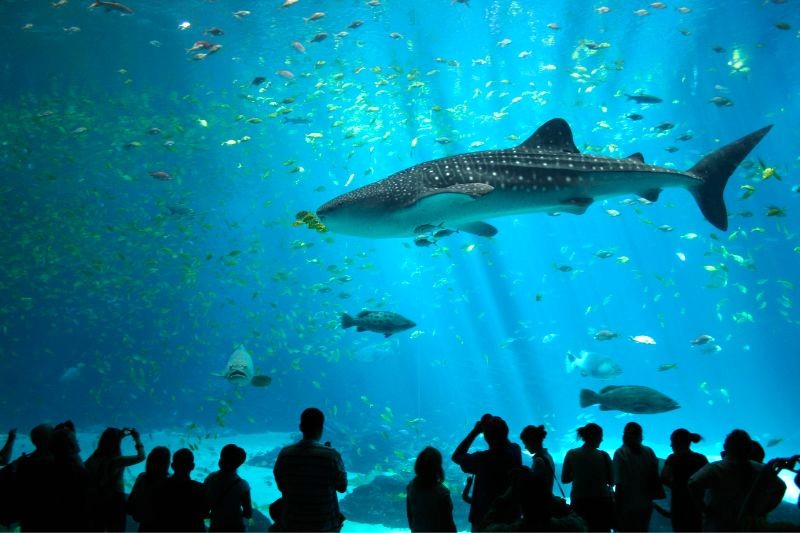 S.E.A. Aquarium: Nhà của hơn 100.000 sinh vật biển.