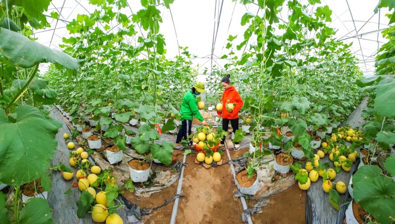 Peace Farm: Nông sản sạch, ngon từ vườn công nghệ cao.