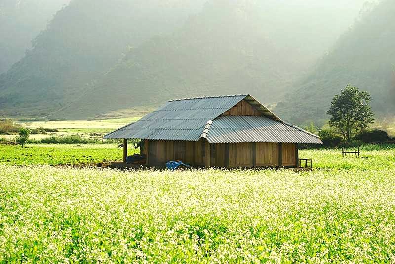 Thung Cuông: Nhà ẩn mình trong biển cải vàng.